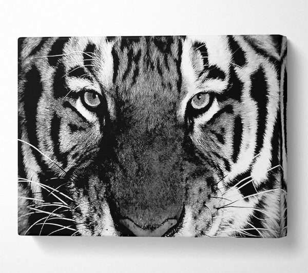 A Canvas Print of Tiger Stare B n W Canvas Print