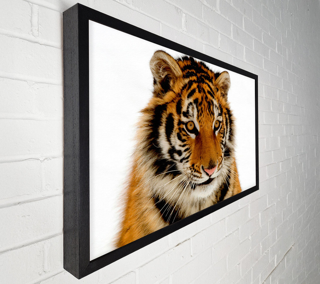  A Canvas Print of Tiger Stare Canvas Wall Art