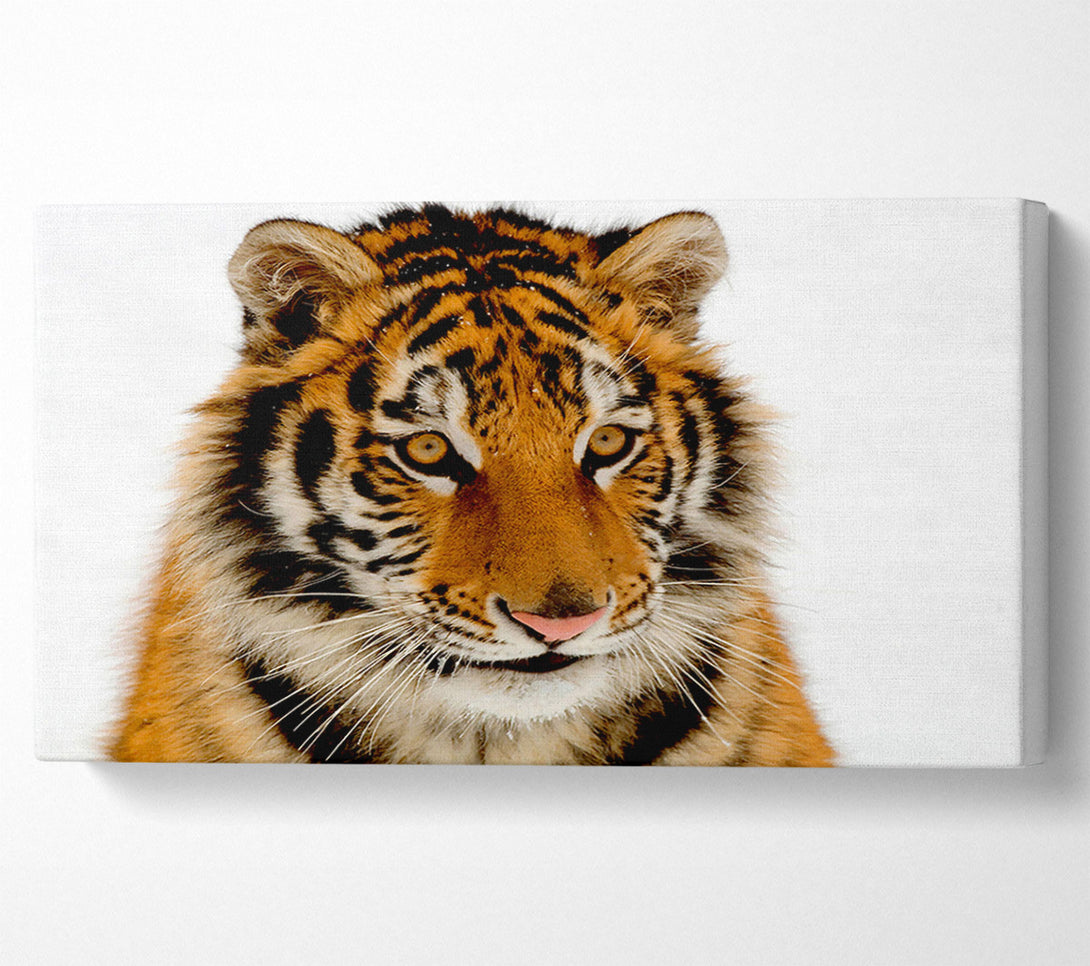  A Canvas Print of Tiger Stare Canvas Wall Art
