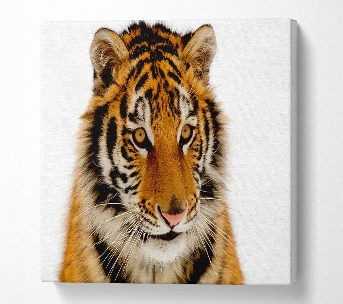  A Canvas Print of Tiger Stare Canvas Wall Art