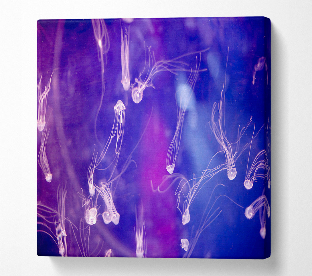  A Canvas Print of Tiny Jellyfish Canvas Wall Art