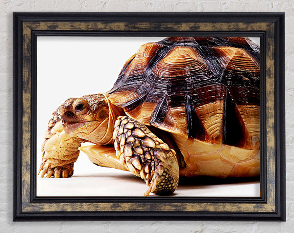 Tortuous Walk Framed Print
