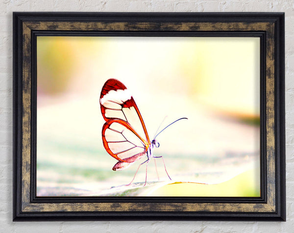 Transparent Winged Butterfly Framed Print