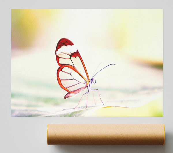 Transparent Winged Butterfly Giclee Print