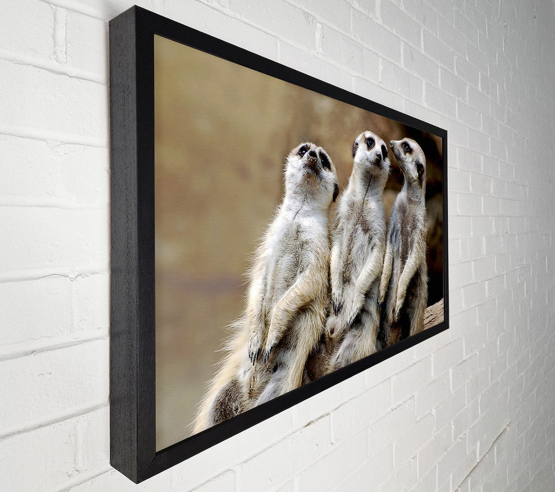  A Canvas Print of Trio Of Leaning Meerkats Canvas Wall Art