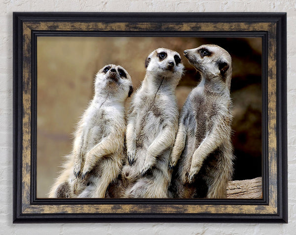 Trio Of Leaning Meerkats Framed Print