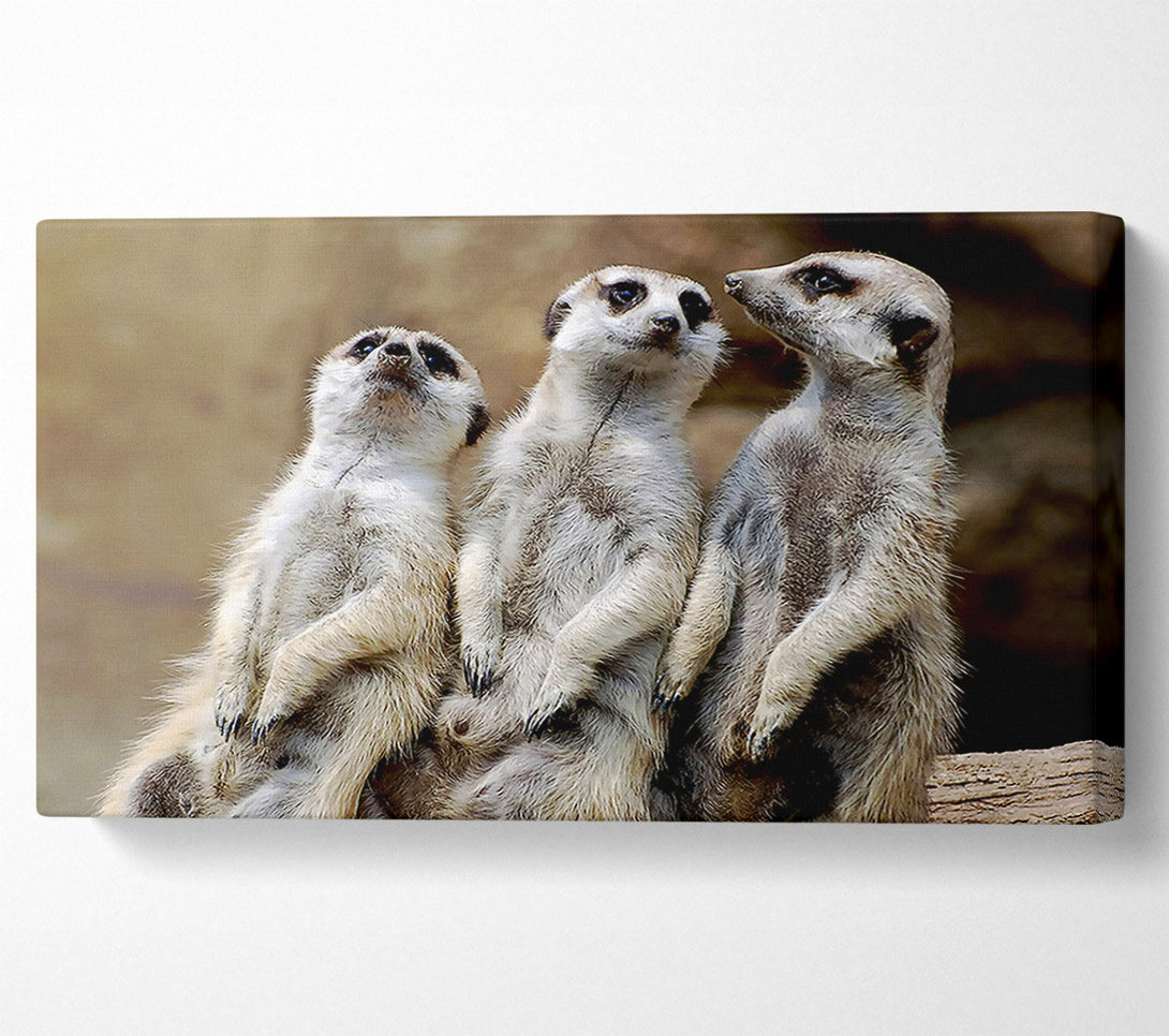  A Canvas Print of Trio Of Leaning Meerkats Canvas Wall Art