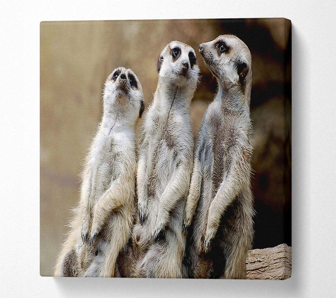  A Canvas Print of Trio Of Leaning Meerkats Canvas Wall Art