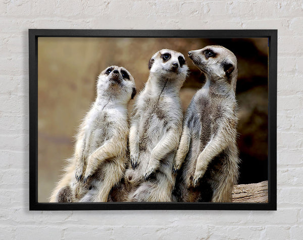 Trio Of Leaning Meerkats Framed Print