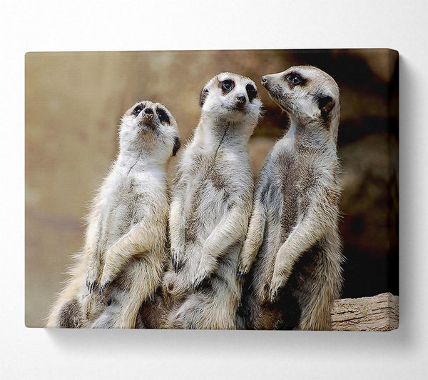  A Canvas Print of Trio Of Leaning Meerkats Canvas Wall Art