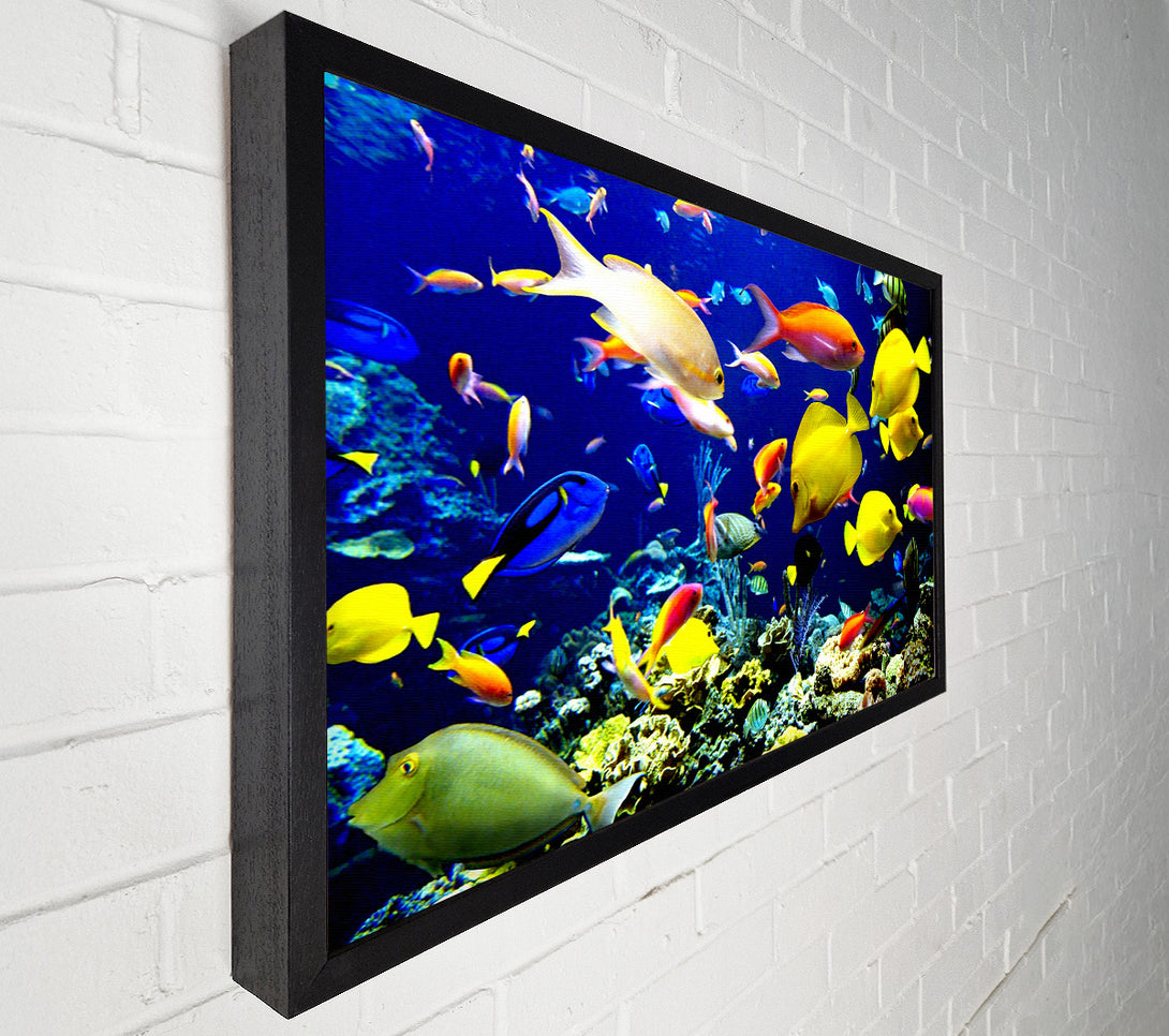 A Canvas Print of Tropical Fish Underwater Canvas Print