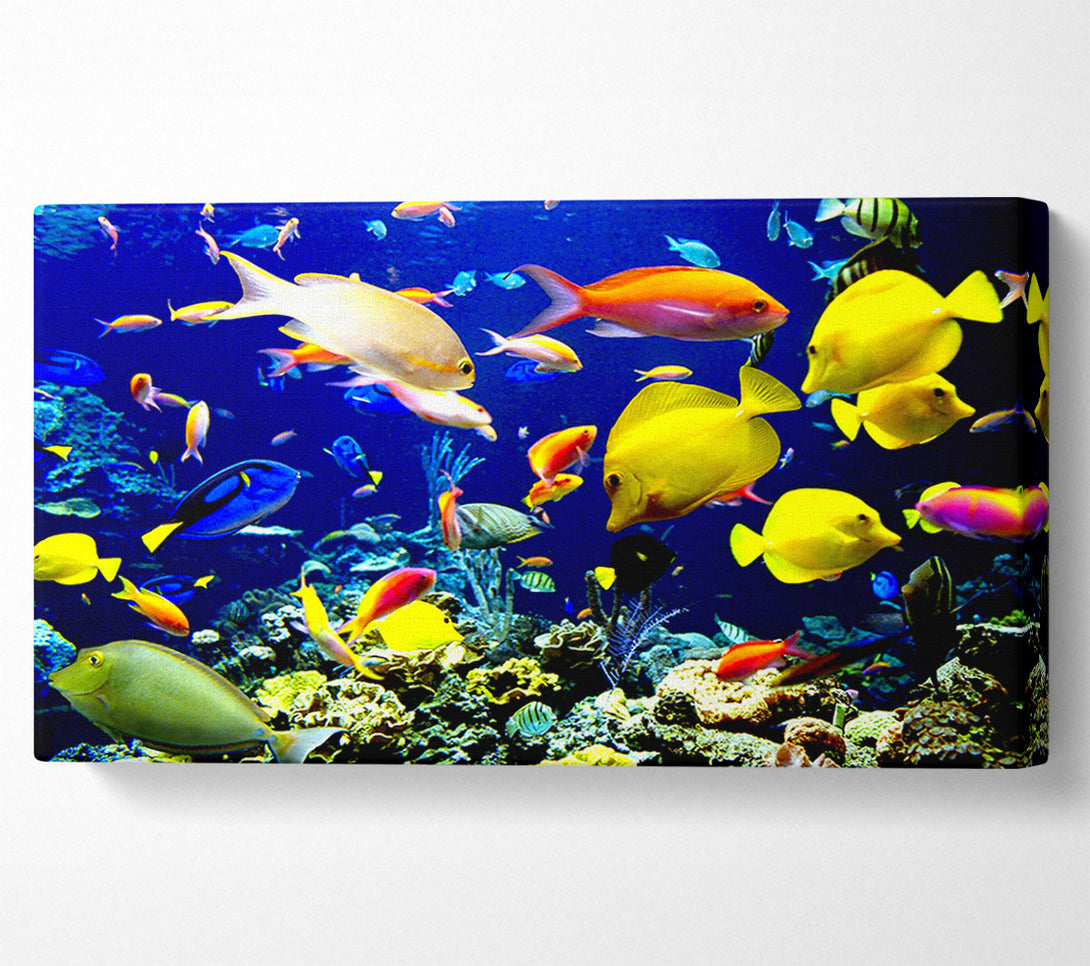  A Canvas Print of Tropical Fish Underwater Canvas Print