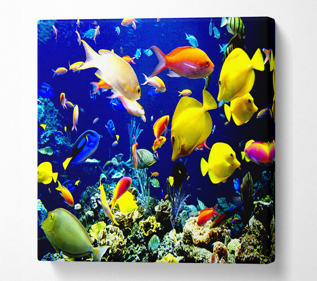  A Canvas Print of Tropical Fish Underwater Canvas Print