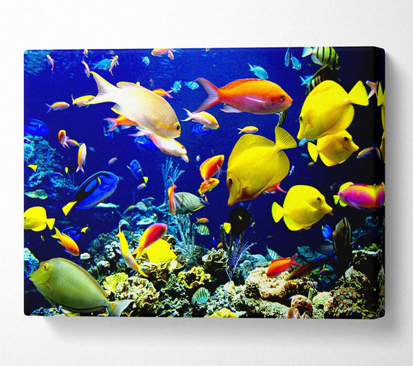  A Canvas Print of Tropical Fish Underwater Canvas Print
