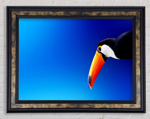 Tucan Beauty Framed Print