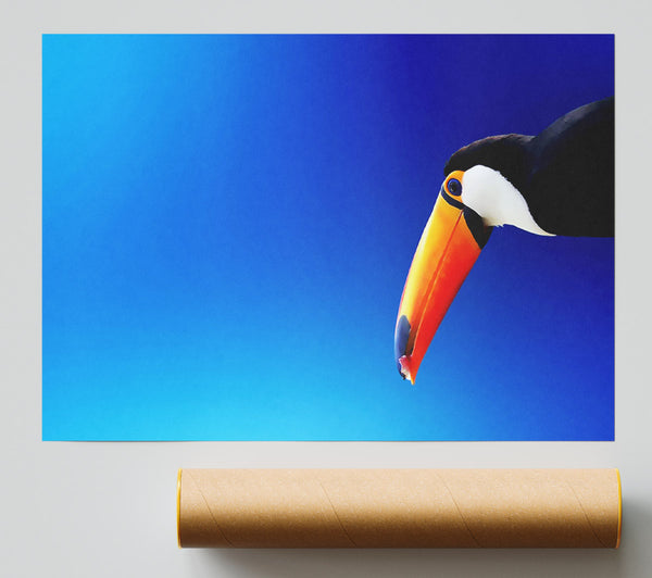 Tucan Beauty Giclee Print