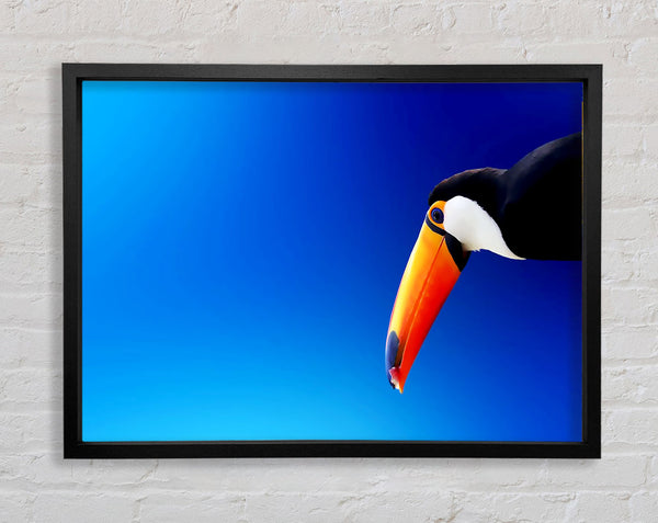 Tucan Beauty Framed Print