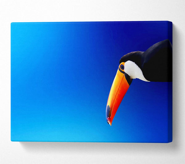  A Canvas Print of Tucan Beauty Canvas Art