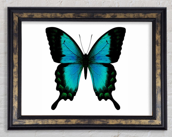Turquoise Butterfly Wings Framed Print