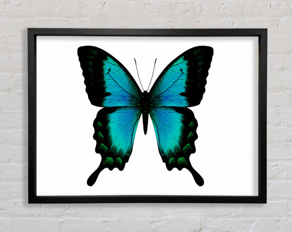 Turquoise Butterfly Wings Framed Print