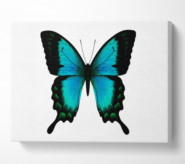  A Canvas Print of Turquoise Butterfly Wings Canvas Print