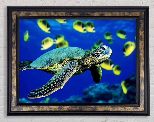 Turtle Ocean Framed Print