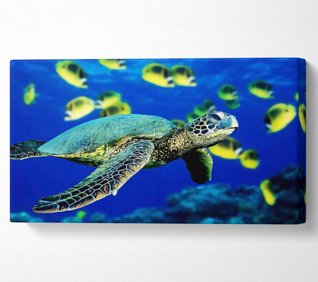  A Canvas Print of Turtle Ocean Canvas Art