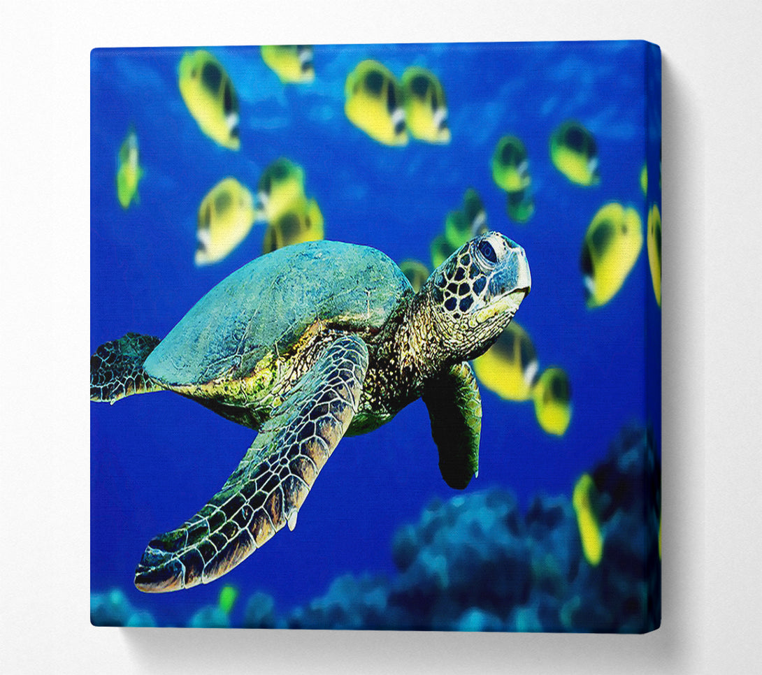  A Canvas Print of Turtle Ocean Canvas Art