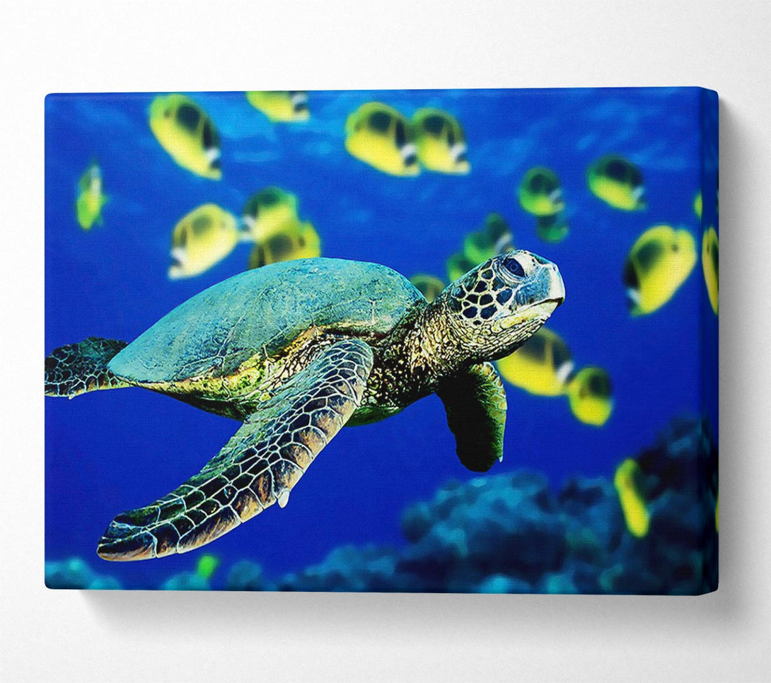  A Canvas Print of Turtle Ocean Canvas Art