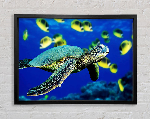 Turtle Ocean Framed Print