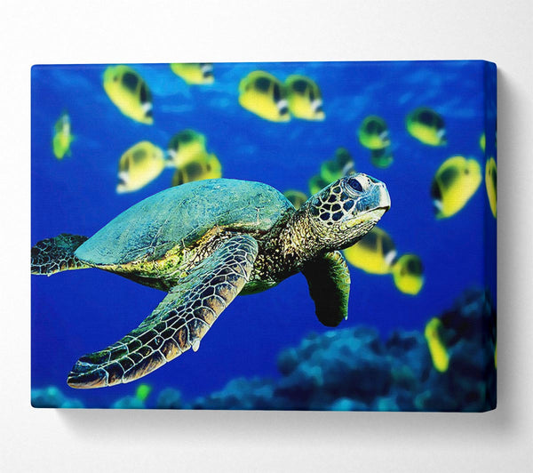  A Canvas Print of Turtle Ocean Canvas Art