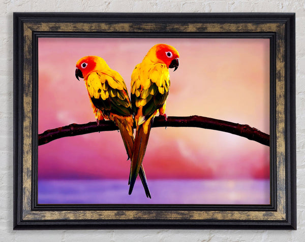 Twin Parrots Framed Print