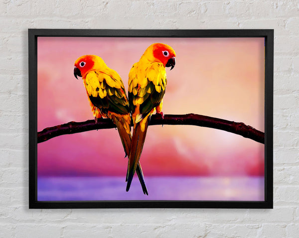 Twin Parrots Framed Print