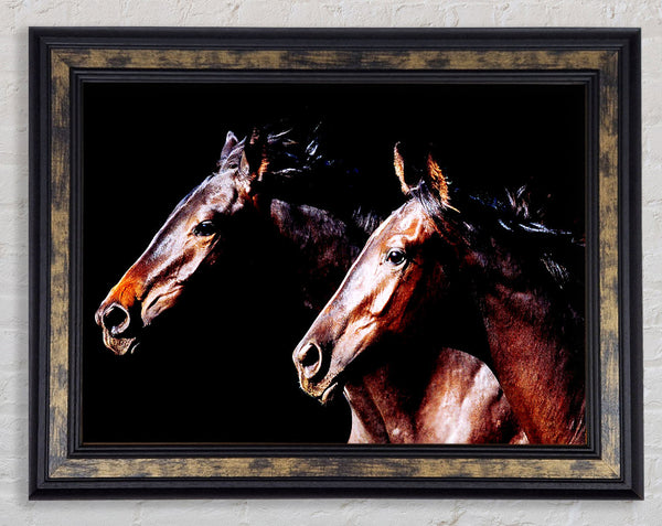 Twin Stallions Framed Print