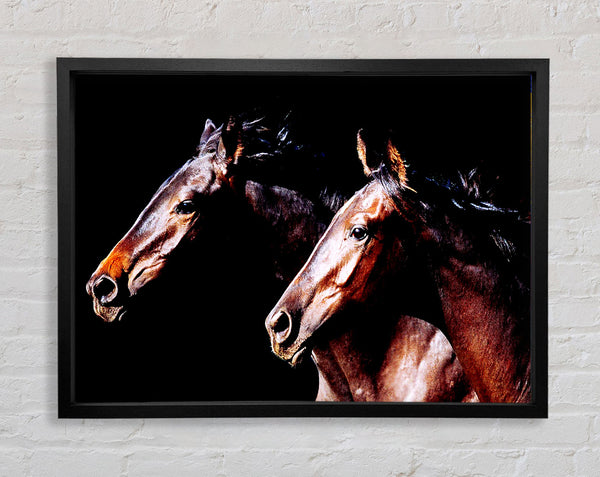 Twin Stallions Framed Print