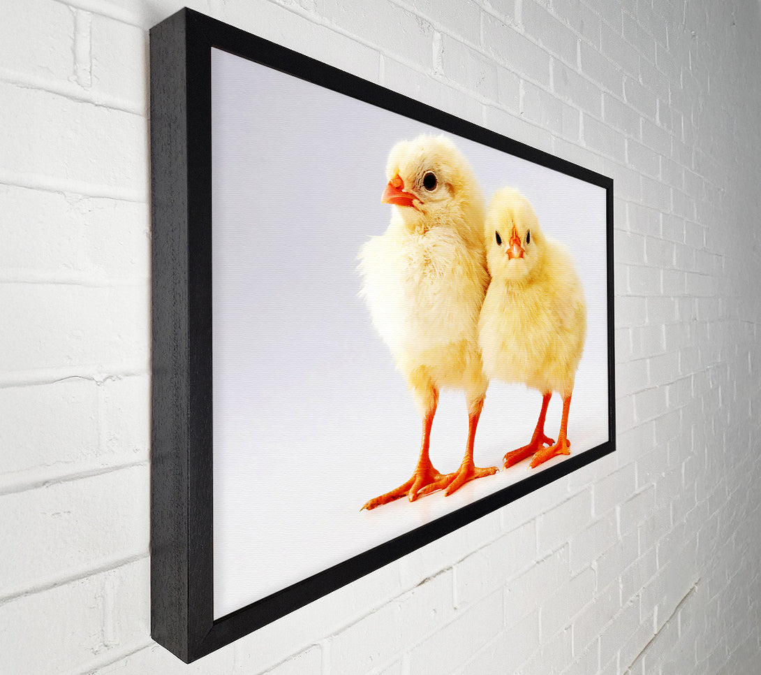  A Canvas Print of Two Little Chicks Canvas Wall Art