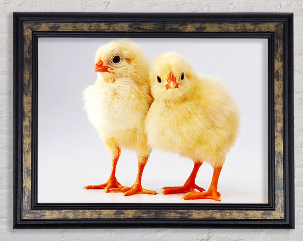 Two Little Chicks Framed Print