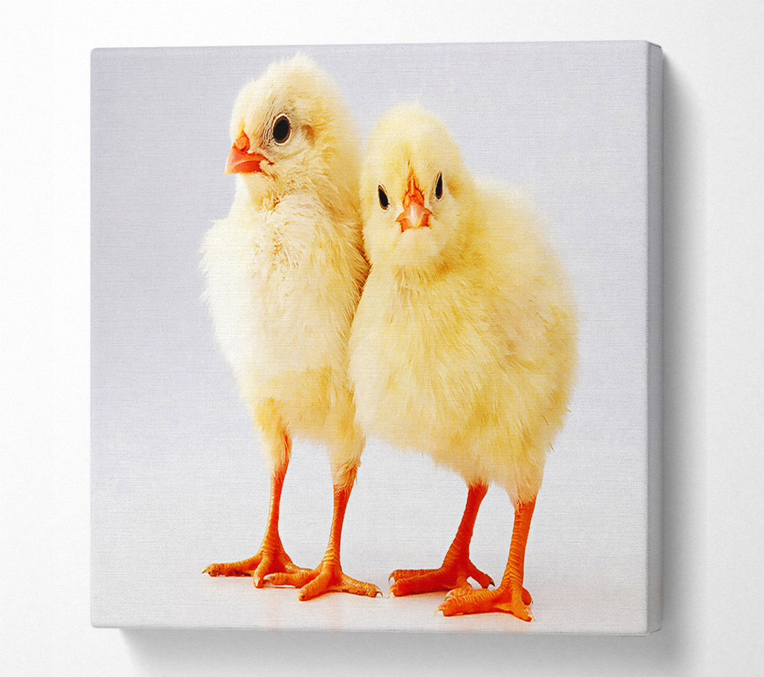  A Canvas Print of Two Little Chicks Canvas Wall Art