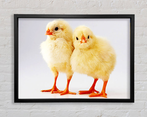Two Little Chicks Framed Print