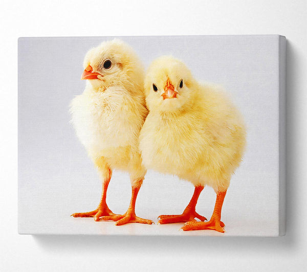  A Canvas Print of Two Little Chicks Canvas Wall Art
