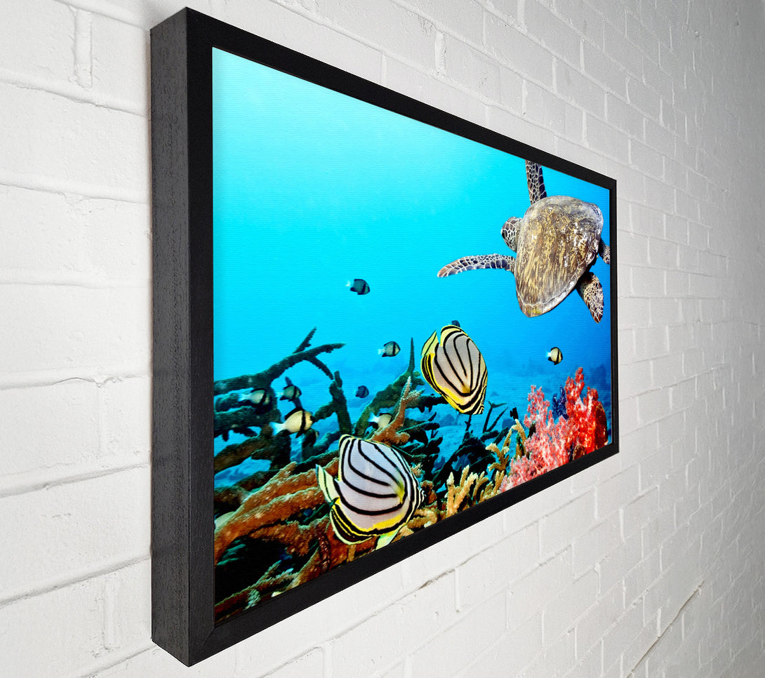  A Canvas Print of Underwater Turtle And Fish Canvas Print