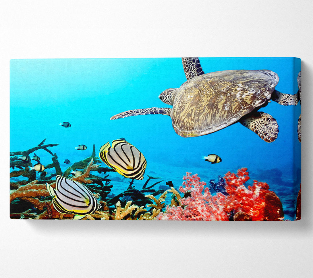 A Canvas Print of Underwater Turtle And Fish Canvas Print