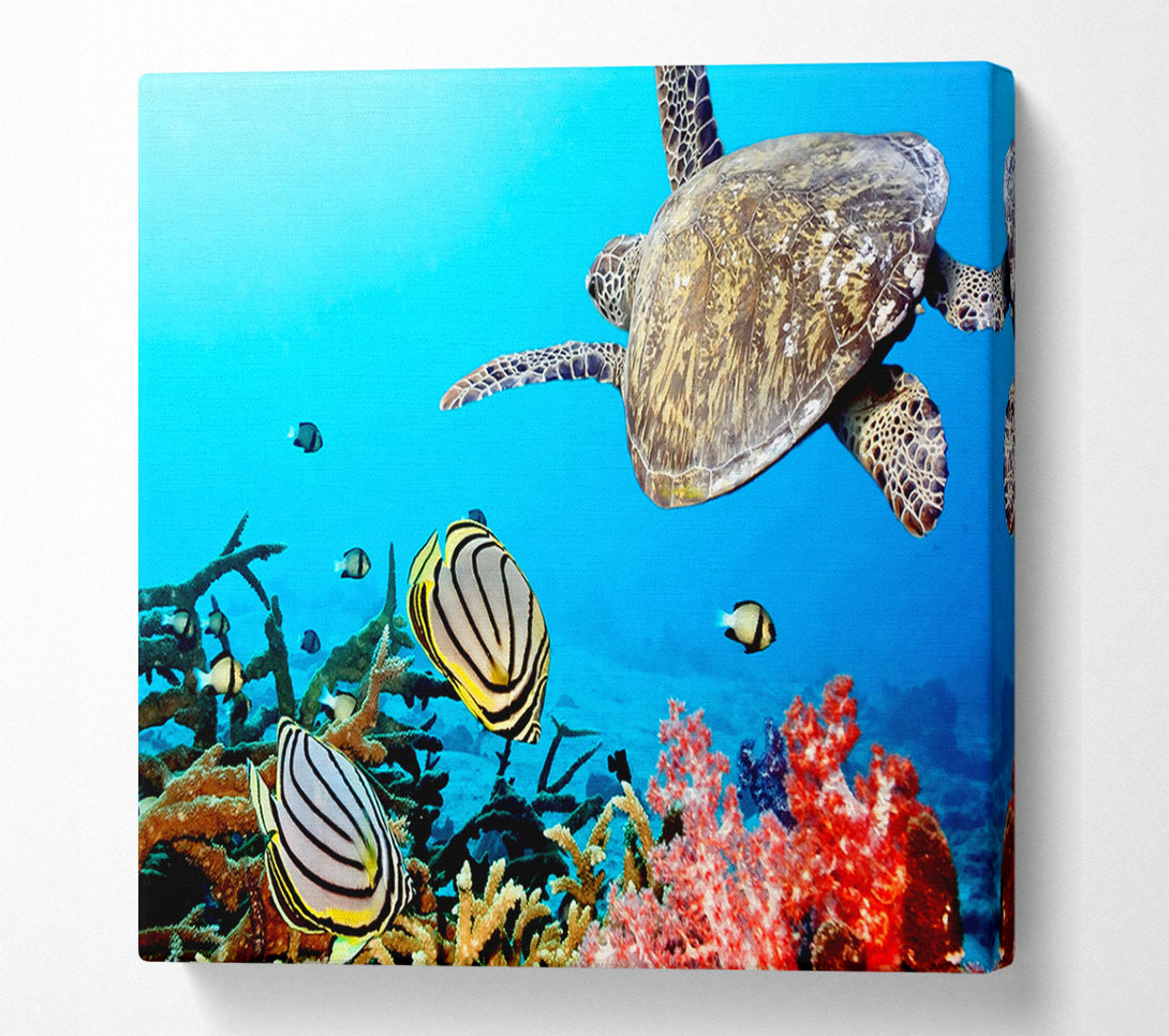  A Canvas Print of Underwater Turtle And Fish Canvas Print