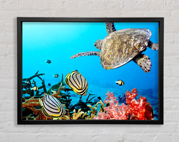 Unterwasser-Schildkröte und Fisch