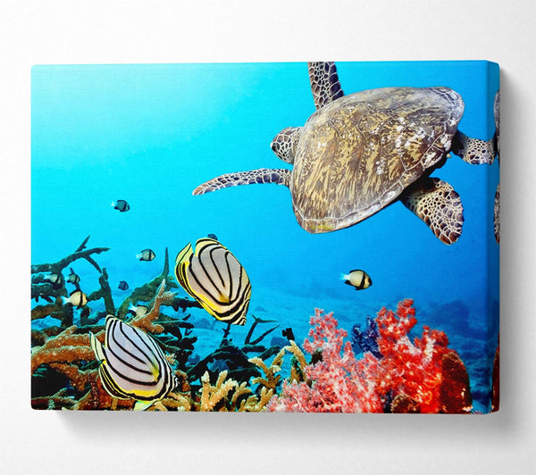  A Canvas Print of Underwater Turtle And Fish Canvas Print