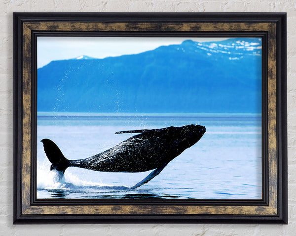Whale Of A Time Framed Print
