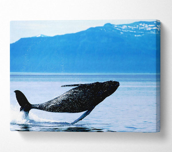  A Canvas Print of Whale Of A Time Canvas Print