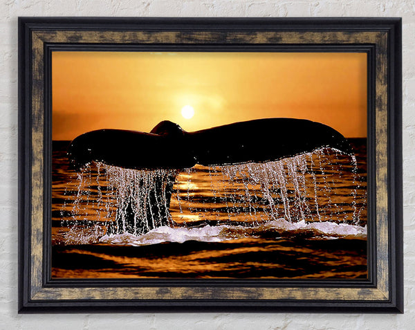 Whale Tale Framed Print