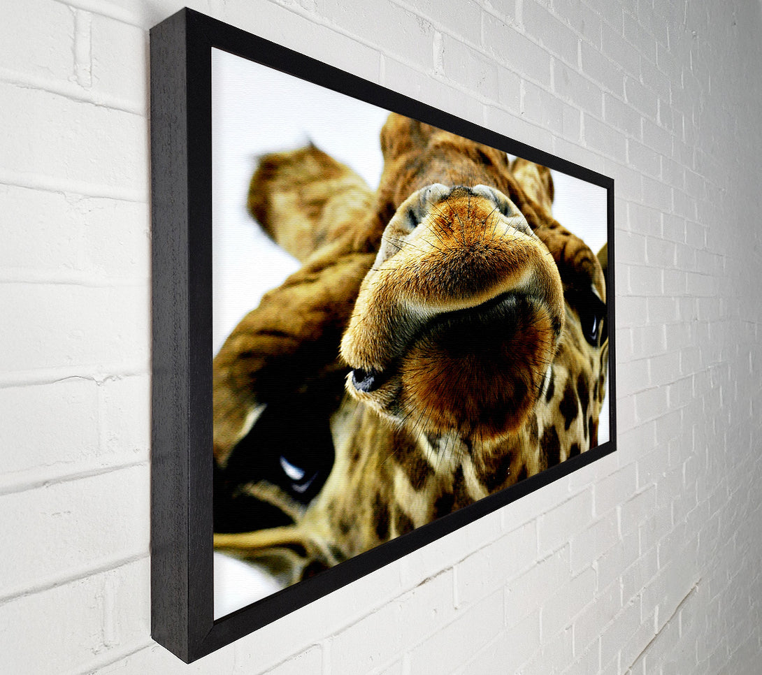  A Canvas Print of What Are You Looking At Giraffe Canvas Wall Art