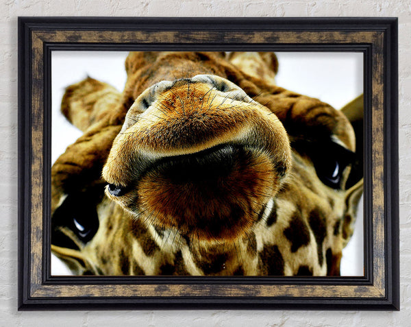 What Are You Looking At Giraffe Framed Print